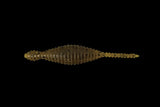 DRANCKRAZY Tsuchinoko
