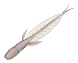 Evergreen C-4 Leech