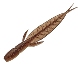 Evergreen C-4 Leech
