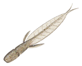 Evergreen C-4 Leech