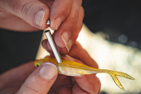 Nomad Design Cobra Shad