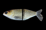 KGB Carp