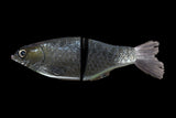 KGB Carp