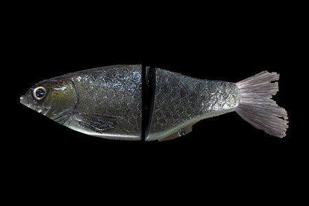 KGB Carp