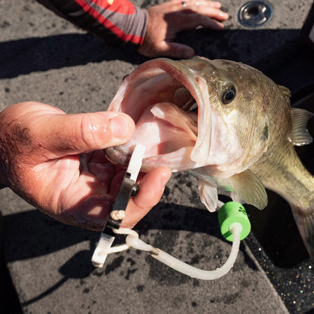 Cal Coast Fishing Clip-N-Cull 2.0 Culling System