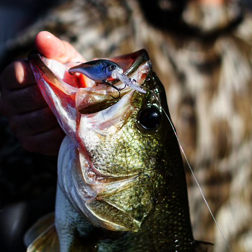 Strike King Pro Model Lucky Shad Crankbait